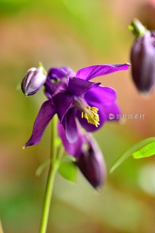 水仙花/耧斗菜花